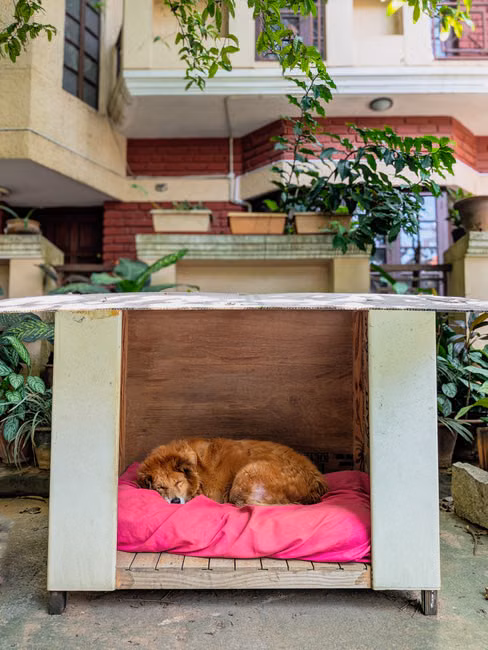 Cama Iglu para Gatos